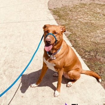 Sarasota Dog Wizard - Pet Training Near Me - Bradenton, Florida