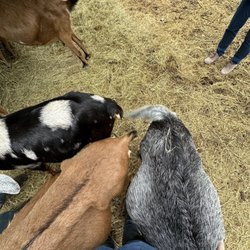 Jeremiah Farm and Goat Dairy - Goat butts!