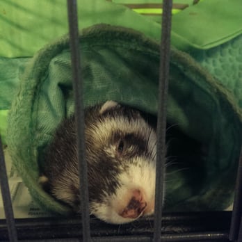 Wild Rumpus - Doodle the ferret. - Bookstores Near Me - Minneapolis, Minnesota Wild Rumpus - Doodle the ferret. - Bookstores Near Me - Minneapolis, Minnesota