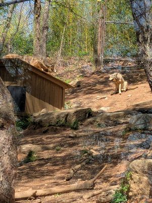 Western North Carolina Nature Center by null