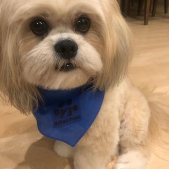 Urban Pawz - Sweet Griffin after his grooming session with a Kelsey - Pet Groomers Near Me - Tualatin, Oregon Urban Pawz - Sweet Griffin after his grooming session with a Kelsey - Pet Groomers Near Me - Tualatin, Oregon