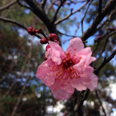 Auburn Botanic Gardens by null