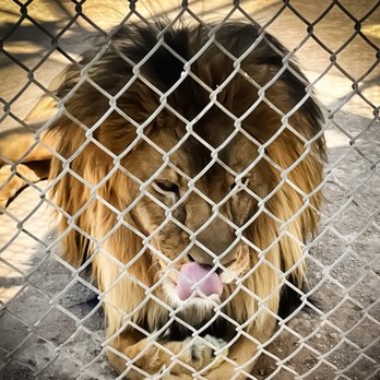 Lion Habitat Ranch - Rawr!! - Zoos Near Me - Henderson, Nevada Lion Habitat Ranch - Rawr!! - Zoos Near Me - Henderson, Nevada