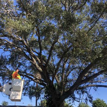 Touch Of Class Tree Service - Tree Services Near Me Touch Of Class Tree Service - Tree Services Near Me
