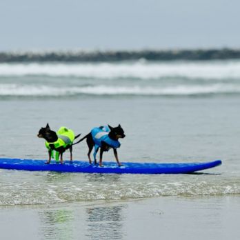 303 サーフボード surfboards small dog OCEAN BEACH DOG BEACH
