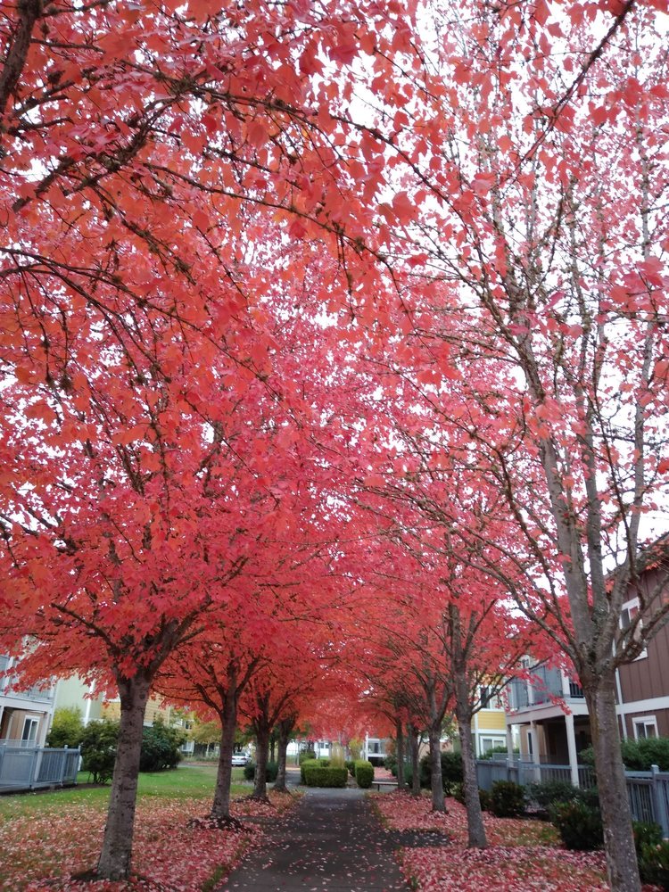 SPENCER VIEW APARTMENTS Updated May 2024 2250 Patterson St, Eugene