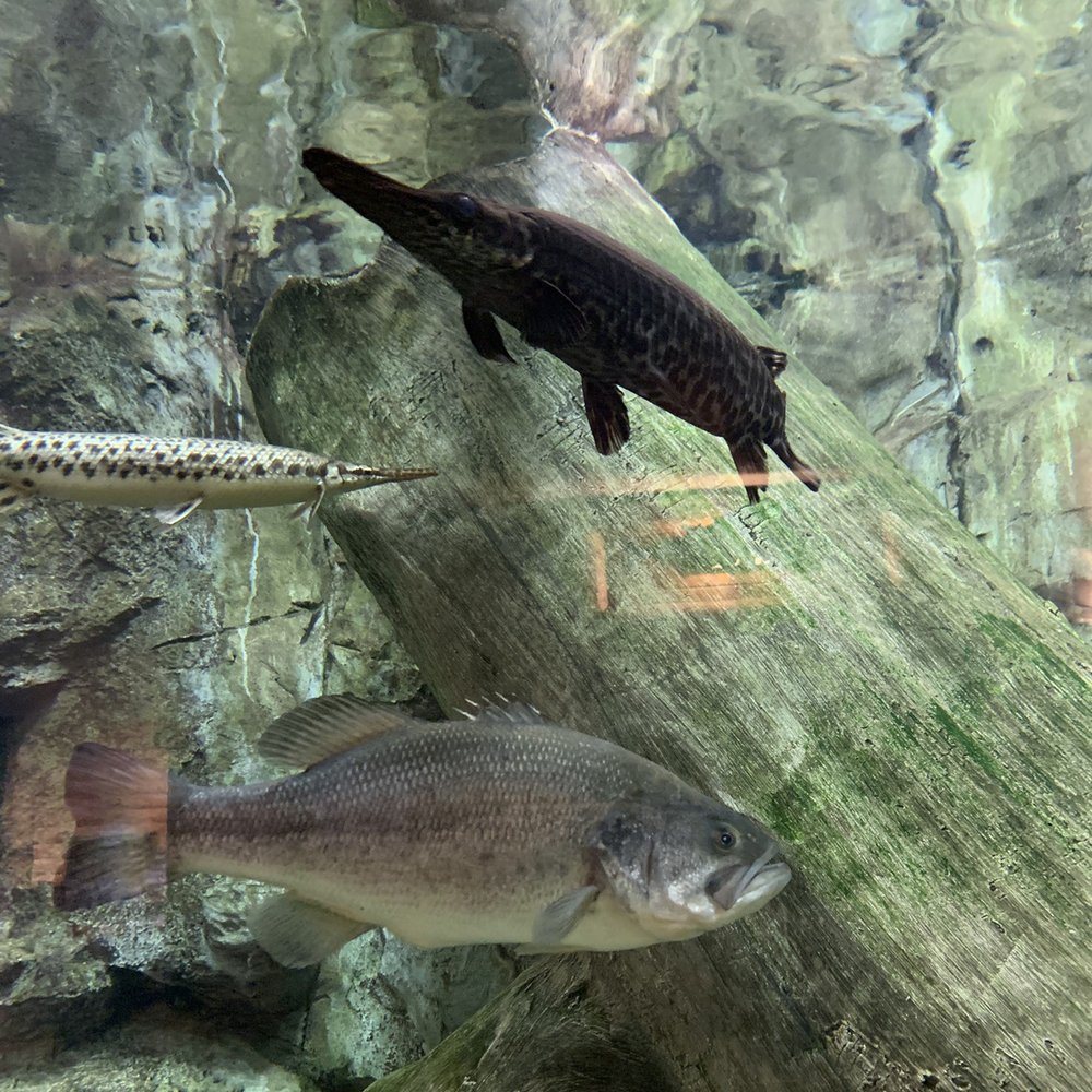 Cabela's - Fish tanks - Outdoor Gear Near Me - Hammond, Indiana Cabela's - Fish tanks - Outdoor Gear Near Me - Hammond, Indiana