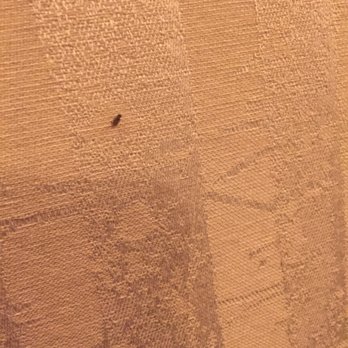 Firefly - Gnat on wall - New American Near Me - Washington, DC, District of Columbia Firefly - Gnat on wall - New American Near Me - Washington, DC, District of Columbia