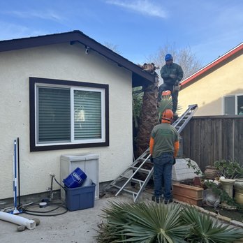 Buena Vista Tree Service - Tree Services Near Me - Livermore, California Buena Vista Tree Service - Tree Services Near Me - Livermore, California
