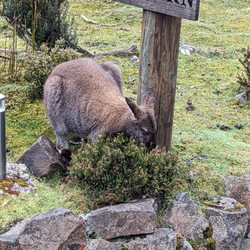 Peppers Cradle Mountain Lodge - Padeelon eating breakfast