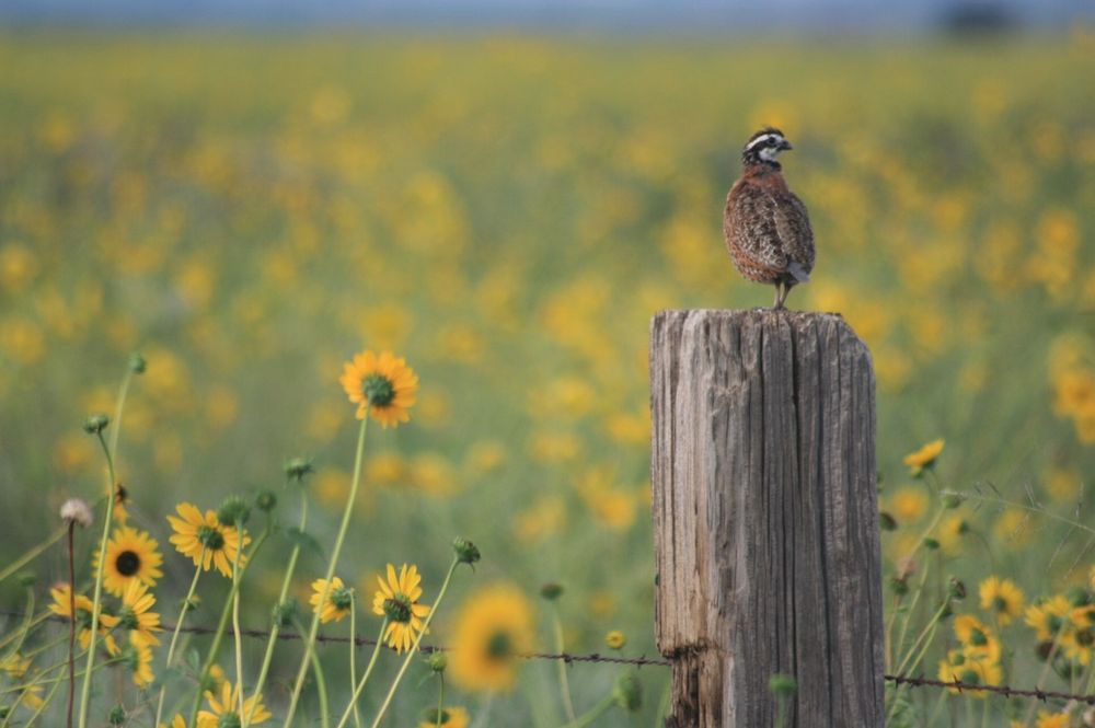 BAMERT SEED COMPANY Updated August 2024 1897 Co Rd 1018, Muleshoe