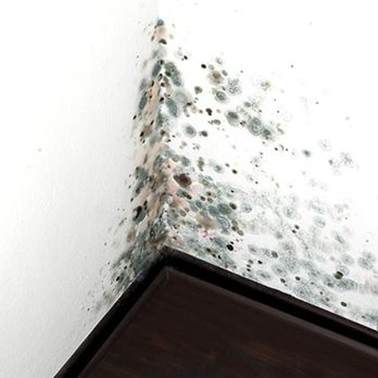 Indoor Green Solutions - Damage Restoration Near Me - Gaithersburg, Maryland