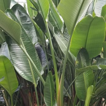 Centennial Park Conservatory - Parks Near Me - Toronto, Ontario