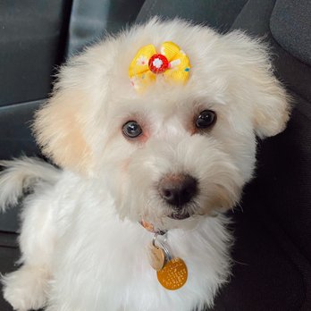 The Groomery - after her haircut at The Groomery - Pet Groomers Near Me - Temecula, California