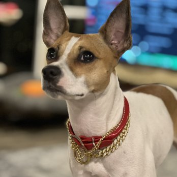 Redding Veterinary Clinic - Dallas Rat Terrier - Veterinarians Near Me - Redding, California Redding Veterinary Clinic - Dallas Rat Terrier - Veterinarians Near Me - Redding, California