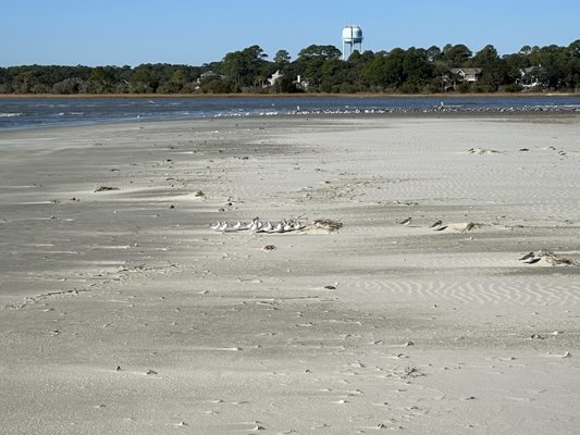 Kiawah Beachwalker Park by null