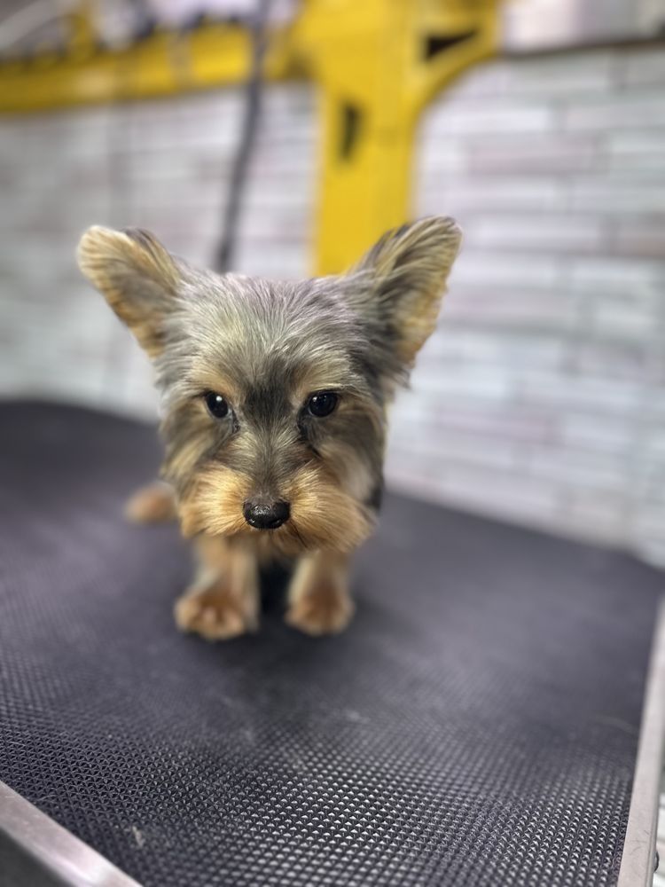 PET SHOW GROOMING MOBILE Updated September 2024 92 Photos 3141