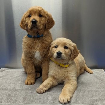 Top Tier K9 - Pet Training Near Me - Tallahassee, Florida Top Tier K9 - Pet Training Near Me - Tallahassee, Florida