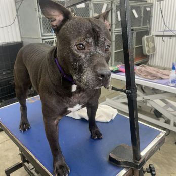 Ruff House Pet Resort - They sent pictures of hims drying - Pet Boarding Near Me - Lebanon, Ohio