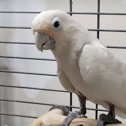 Majestic Wings Rescue - Coconut at Majestic Wings Rescue