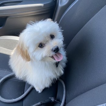 The Pampered Pooch - Pet Groomers Near Me - Chico, California