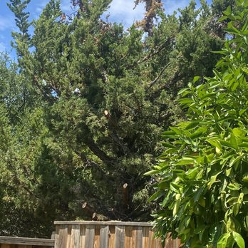 Lopez Tree Service - Trimmed - Tree Services Near Me