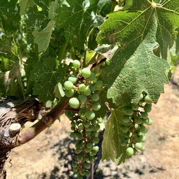 Great Bear Vineyards - Grapes. - Wine Tasting Room Near Me - Davis, California