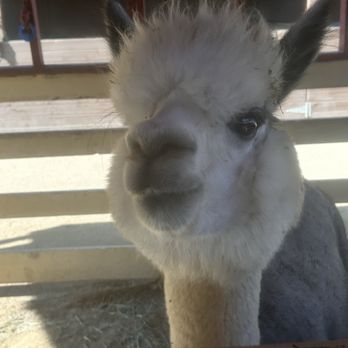 River Street Ranch - Alpaca - Petting Zoos Near Me - San Juan Capistrano, California River Street Ranch - Alpaca - Petting Zoos Near Me - San Juan Capistrano, California