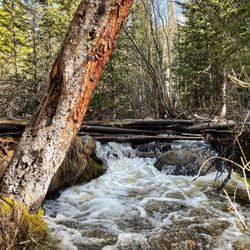 Rich Creek Trailhead - Rich Creek Trail (5/27/23)