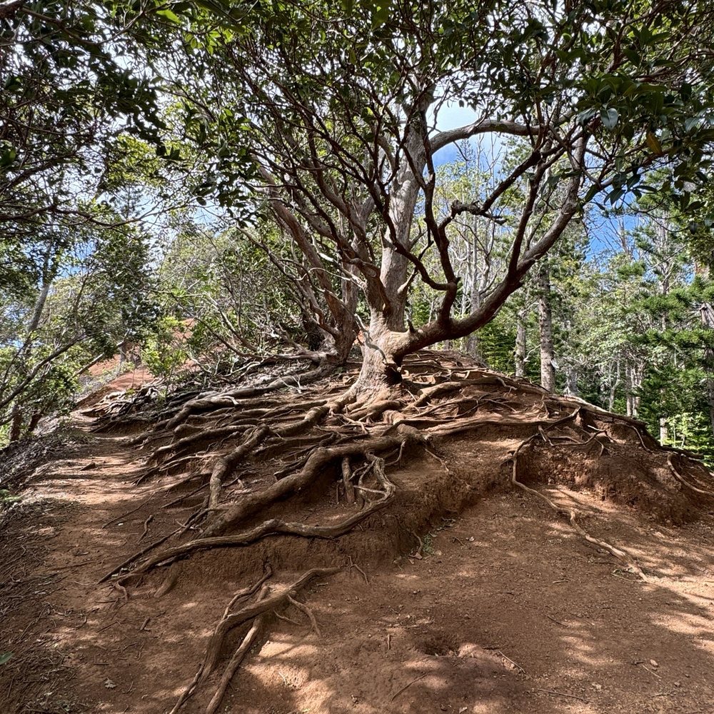 Aiea Loop Trail - If you see this tree, you know you're almost done. Go right. - Hiking Near Me - Aiea, Hawaii