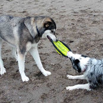Tail Along Pet Care - Pet Sitting Near Me Tail Along Pet Care - Pet Sitting Near Me