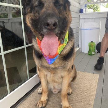 Saving Grace Grooming - Archie, our German Shepherd, freshly groomed and stylin! - Pet Groomers Near Me Saving Grace Grooming - Archie, our German Shepherd, freshly groomed and stylin! - Pet Groomers Near Me