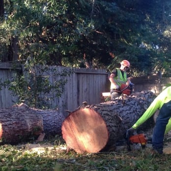 TreePro Professional Tree Care - 5-Huge trunks from the Monterey Pine - Tree Services Near Me