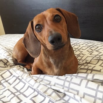 Urban Hound - He loved his stay at Urban Hound. - Pet Groomers Near Me - Reno, Nevada Urban Hound - He loved his stay at Urban Hound. - Pet Groomers Near Me - Reno, Nevada