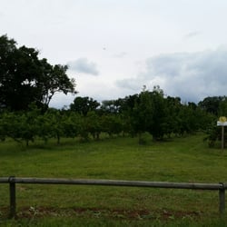Irish Bend Orchard