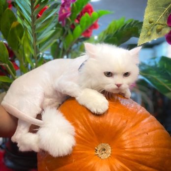 Wanderer Hub Pet Salon - My Persian cat snowie with the lion cut - Dog Walkers Near Me - New York, New York Wanderer Hub Pet Salon - My Persian cat snowie with the lion cut - Dog Walkers Near Me - New York, New York