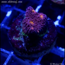 Elite Reef
