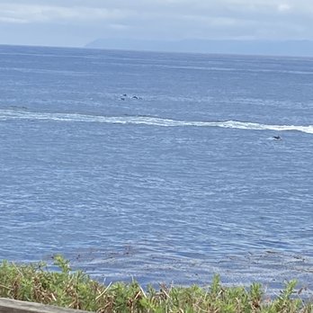 Nelson's - Dolphins, spectacular, seemed like 100's! - Seafood Near Me - Rancho Palos Verdes, California Nelson's - Dolphins, spectacular, seemed like 100's! - Seafood Near Me - Rancho Palos Verdes, California