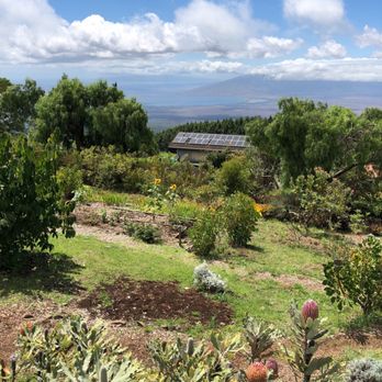 Ali'i Kula Lavender - Another great view! - Tours Near Me - Kula, Hawaii Ali'i Kula Lavender - Another great view! - Tours Near Me - Kula, Hawaii