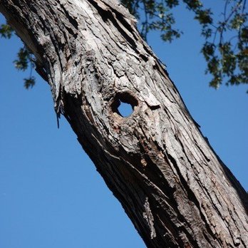 J & S Tree Service - Tree Service - Tree Services Near Me J & S Tree Service - Tree Service - Tree Services Near Me