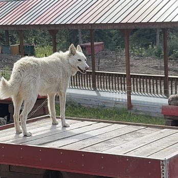 Husky Homestead Tours - Tours Near Me - Denali Park, Alaska Husky Homestead Tours - Tours Near Me - Denali Park, Alaska