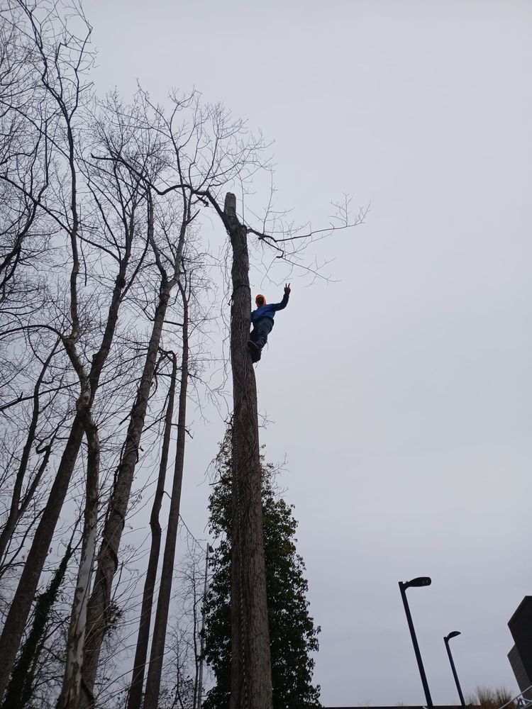 Green Horizon - tree service in Anderson, SC