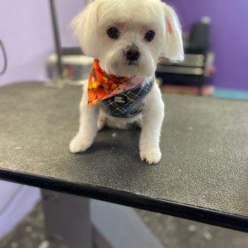 Puff N Stuff Pet Salon - Elderly dogs welcome - Pet Groomers Near Me - Palm Harbor, Florida Puff N Stuff Pet Salon - Elderly dogs welcome - Pet Groomers Near Me - Palm Harbor, Florida