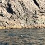 Oshan Whale Watch