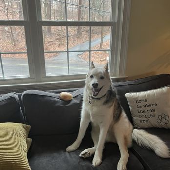 A.M. Bagel - I tried to give UConn a bagel from Newtown from the previous week and he told me to fluff off as A.M. was on vacation that week - Bagels Near Me - Derby, Connecticut A.M. Bagel - I tried to give UConn a bagel from Newtown from the previous week and he told me to fluff off as A.M. was on vacation that week - Bagels Near Me - Derby, Connecticut