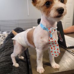 Evansville Pet Grooming & Paws World - Good boy!