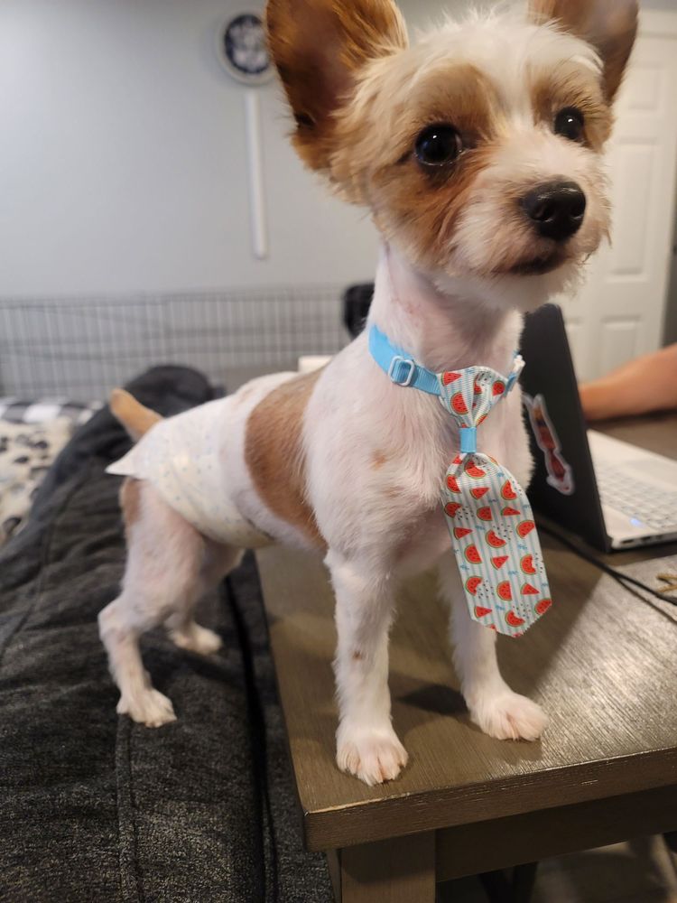 EVANSVILLE PET GROOMING & PAWS WORLD Updated September 2024 411 N