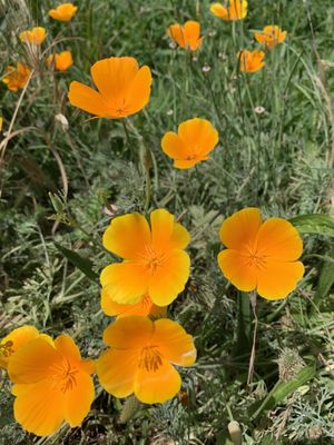 Sutter's Fort State Historic Park by null