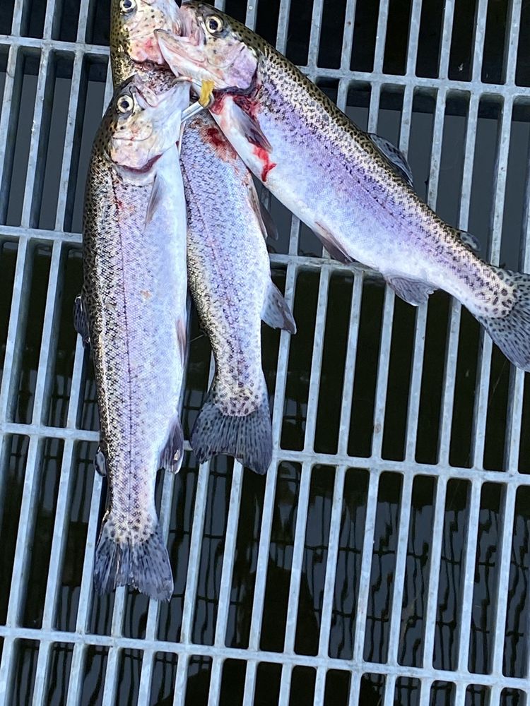 BROKEN BOW TROUT GUIDE Updated October 2024 Broken Bow, Oklahoma