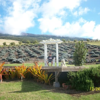 Ali'i Kula Lavender - a gazebo - Tours Near Me - Kula, Hawaii